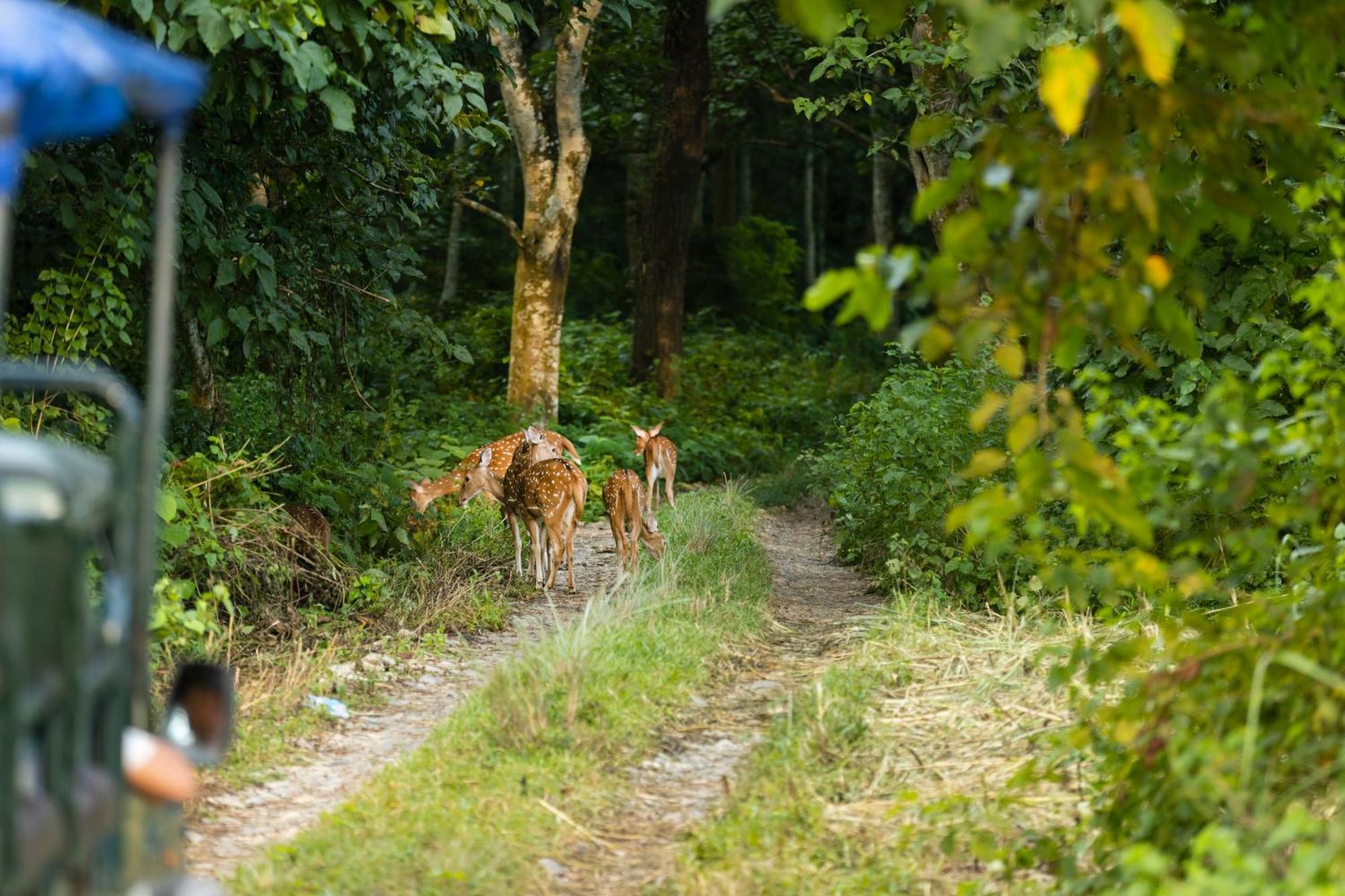 Hotel Parkside & Swimming Pool-Between Greenery And Azure ,Your Perfect Retreat Chitwan Zewnętrze zdjęcie